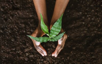 Is Plant-Based Protein Better?