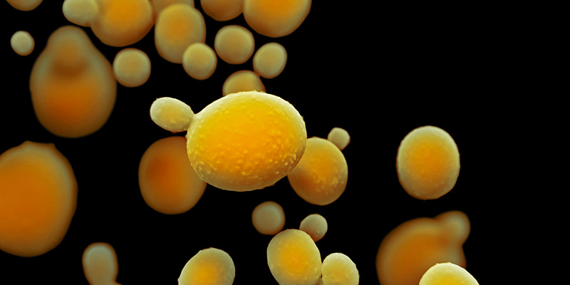Gut Health & Food Sensitivities Test graphic of Candida, a key marker detected by the 10X Health Gut Health Test
