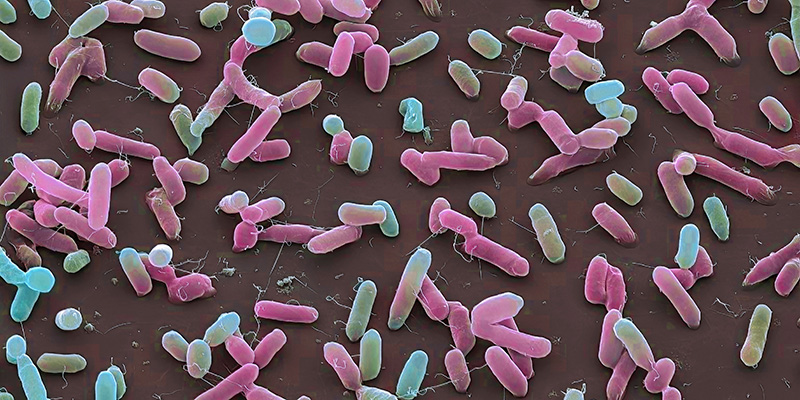 Gut Health & Food Sensitivities Test graphic of LPS, a key marker detected by the 10X Health Gut Health Test